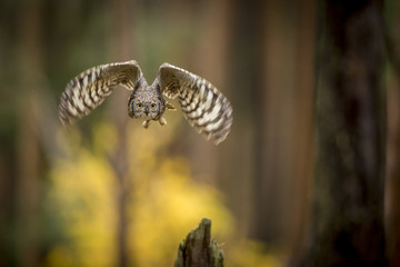 Bubo africanus