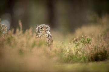 Bubo africanus