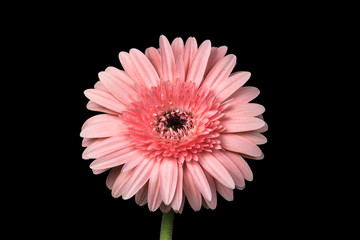Closeup shot using focus stacking of a pink chrysanthemum