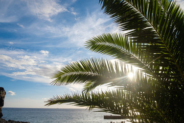 Fototapeta na wymiar Palm tree leaves against sunset light