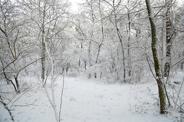 Winter, forest, snow. Snow-covered pine forest, trees in the snow, a beautiful winter landscape, nature.