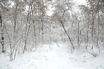Winter, forest, snow. Snow-covered pine forest, trees in the snow, a beautiful winter landscape, nature.