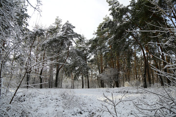 Fototapeta premium Winter, forest, snow. Snow-covered pine forest, trees in the snow, a beautiful winter landscape, nature.