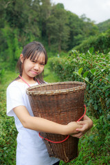 Keep tea leaves in plantation