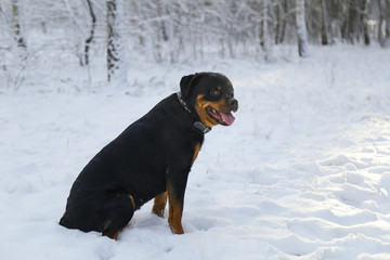 Beautiful Rottweiler dog in the snow in the forest, in a snowy forest.