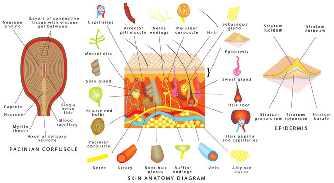 Skin anatomy diagram