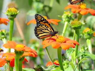 Toronto Lake Monarch Butterfly on Mexican Sunflowers 2016