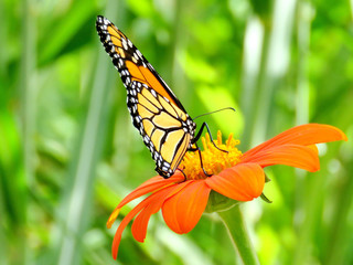 Toronto Lake Monarch Butterfly on the Mexican Sunflower 2016