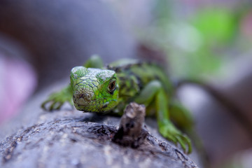 Green Iguana