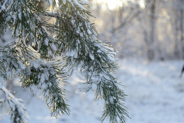 Winter, forest, snow. Snow-covered pine forest, trees in the snow, a beautiful winter landscape, nature.