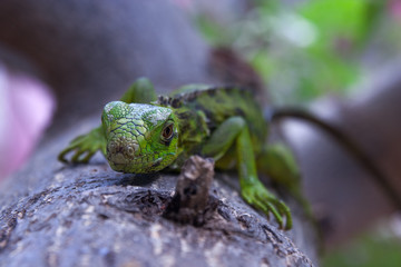 Green Iguana