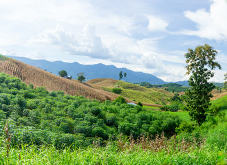 Fototapeta na wymiar Corn field on the mountain