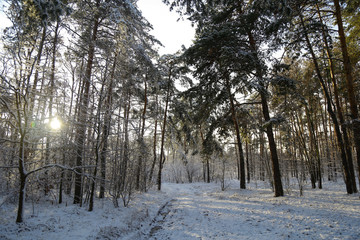 Winter, forest, snow. Snow-covered pine forest, trees in the snow, a beautiful winter landscape, nature.