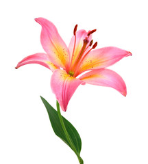 Pink lily on a white background .