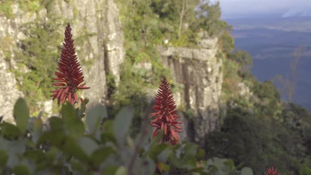 Bright flowers at God's Window South Africa
