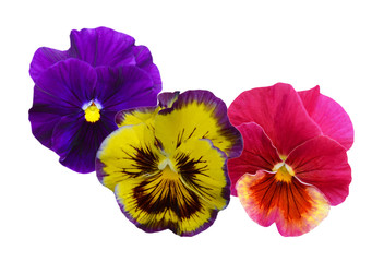 pansy flowers over white background