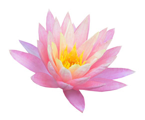 A beautiful light pink waterlily or lotus flower isolate on white background.