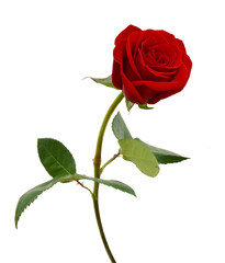 Single beautiful red rose isolated on white background - obrazy, fototapety, plakaty