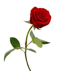 Foto auf Acrylglas Einzelne schöne rote Rose isoliert auf weißem Hintergrund © ImagesMy