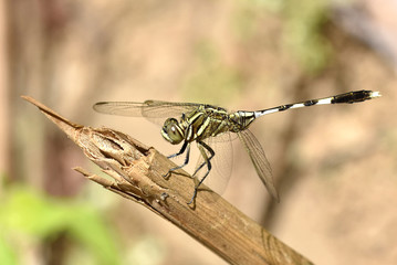 Green Marsh hawk (Orthetrum sabina sabina) Thailand