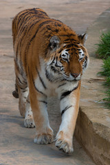 Fototapeta na wymiar Typical Siberian Tiger