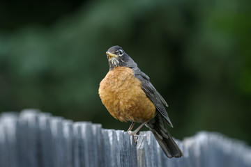 American Robin Sitting on a Wood Fence