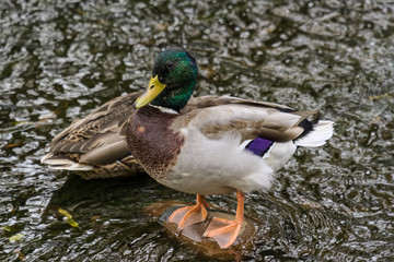 Mallard Drake Standing On A Rock In A Stream