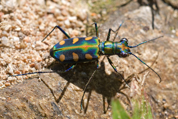 Cicindela (Cosmodela) aurulenta juxtata , Tiger beetle, Thailand