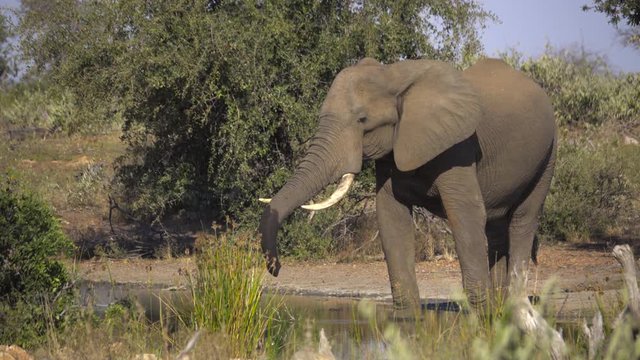 Large bull elephant drowsing at a waterhole