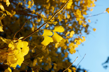 Fototapeta premium イチョウの黄色