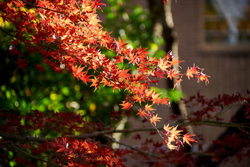 もみじの秋・赤