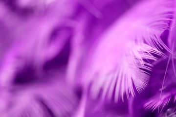 Fototapeta premium Bird,chickens feather texture for background,Abstract,postcard,blur style,soft color of art design.fashion 2018 trend.