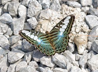 Clipper (Parthenos sylvia apicalis) Thailand