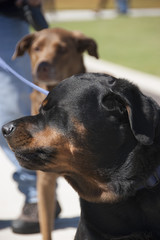 Rottweiler