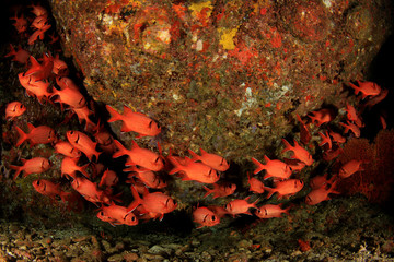 Coral reef and fish underwater