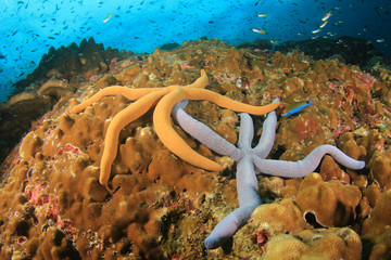 Naklejka premium Starfish on coral reef