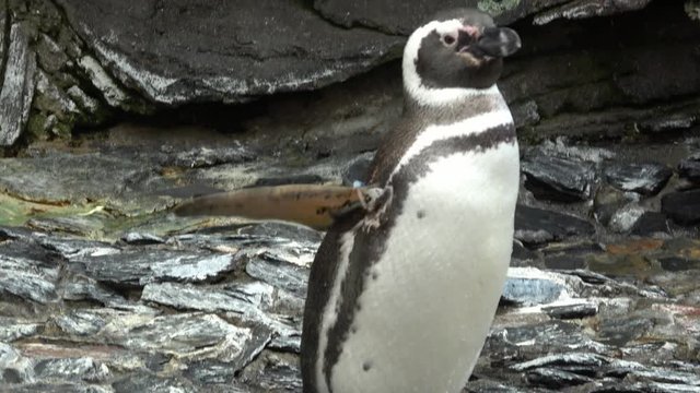 Penguin single under rocks with ice