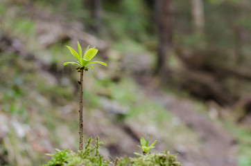 Lonely sprout in the forest in focus