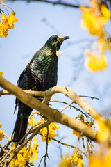 The tui (Prosthemadera novaeseelandiae) is an endemic passerine bird of New Zealand, and the only species in the genus Prosthemadera.