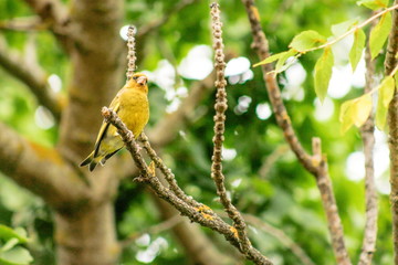 close up image of a European greenfinch in a New Zealand garden with copy space.