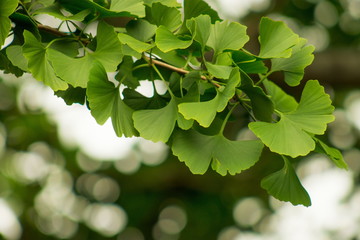 Fototapeta na wymiar Ginkgo biloba, commonly known as ginkgo or gingko also known as the ginkgo tree or the maidenhair tree, is the only living species in the division Ginkgophyta, all others being extinct.