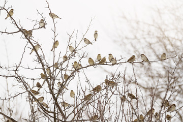 Flock of sparrows perched on branches of a tree; many birds sitting on branches in the winter