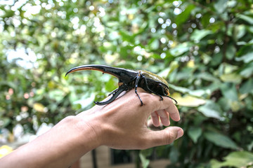 A large male hercules beetle (Dynastes hercules), beetle on male hand