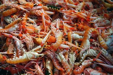Fresh langostino at a seafood market in Brittany, France