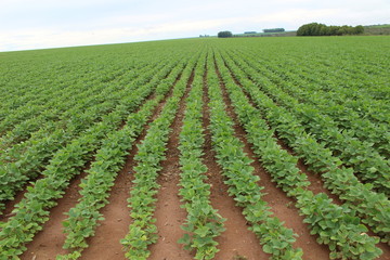 Fototapeta na wymiar soybean farming