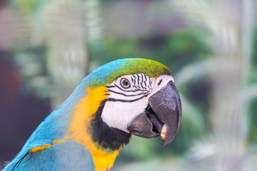 Close up face head of blue and yellow macaw or blue and gold macaw bird standing perch on the branch in cage.