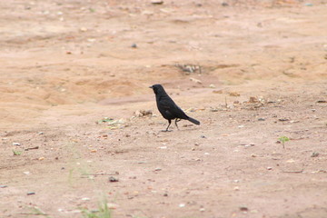 black bird on the ground