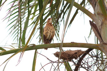 joão de barro brazilian bird