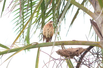 joão de barro brazilian bird