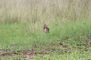 owl